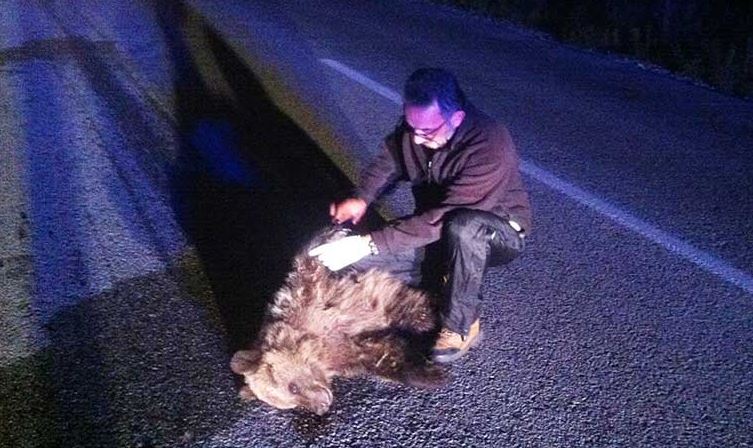 Νεκρό Αρκουδάκι 