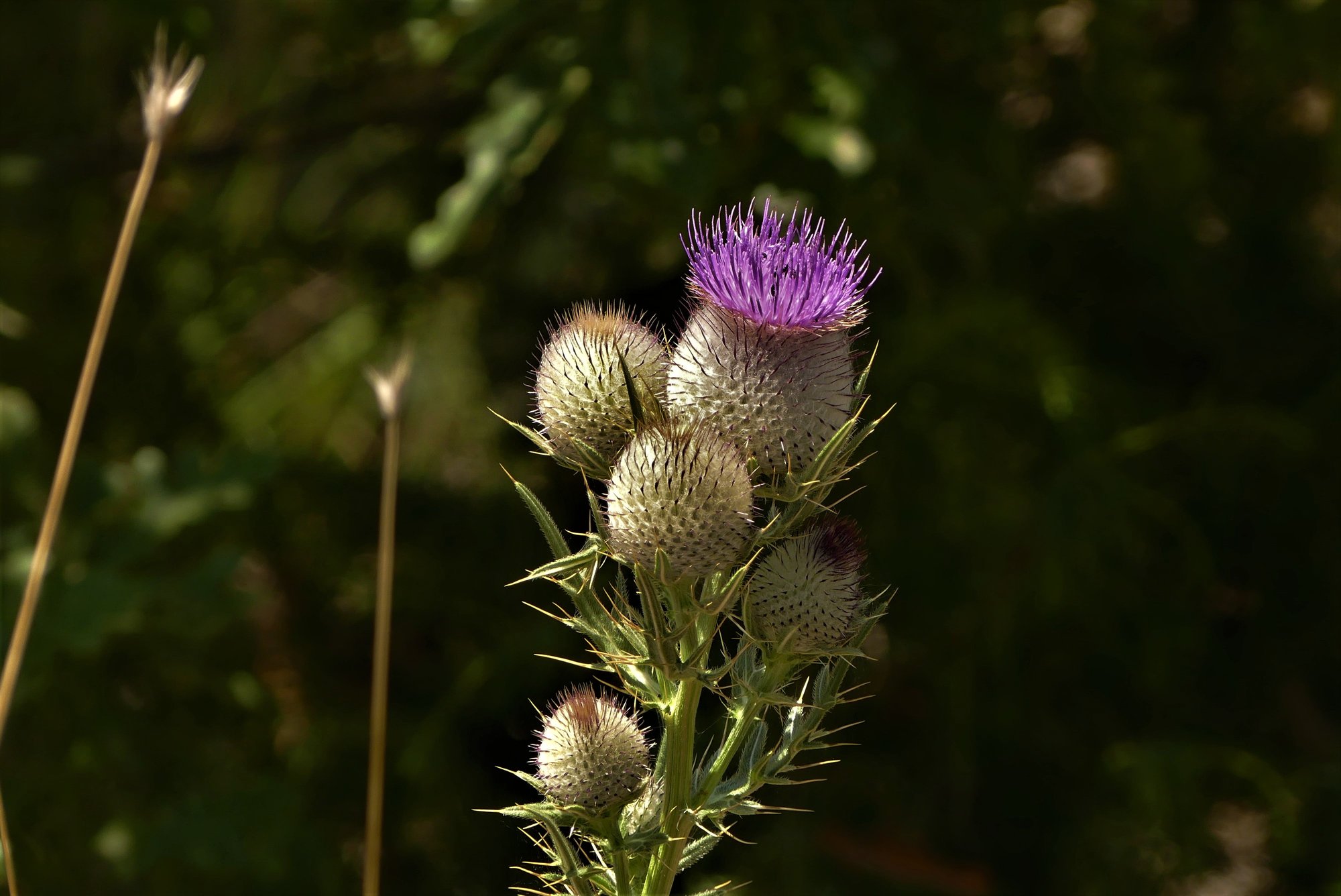lia mageira aimilianou4