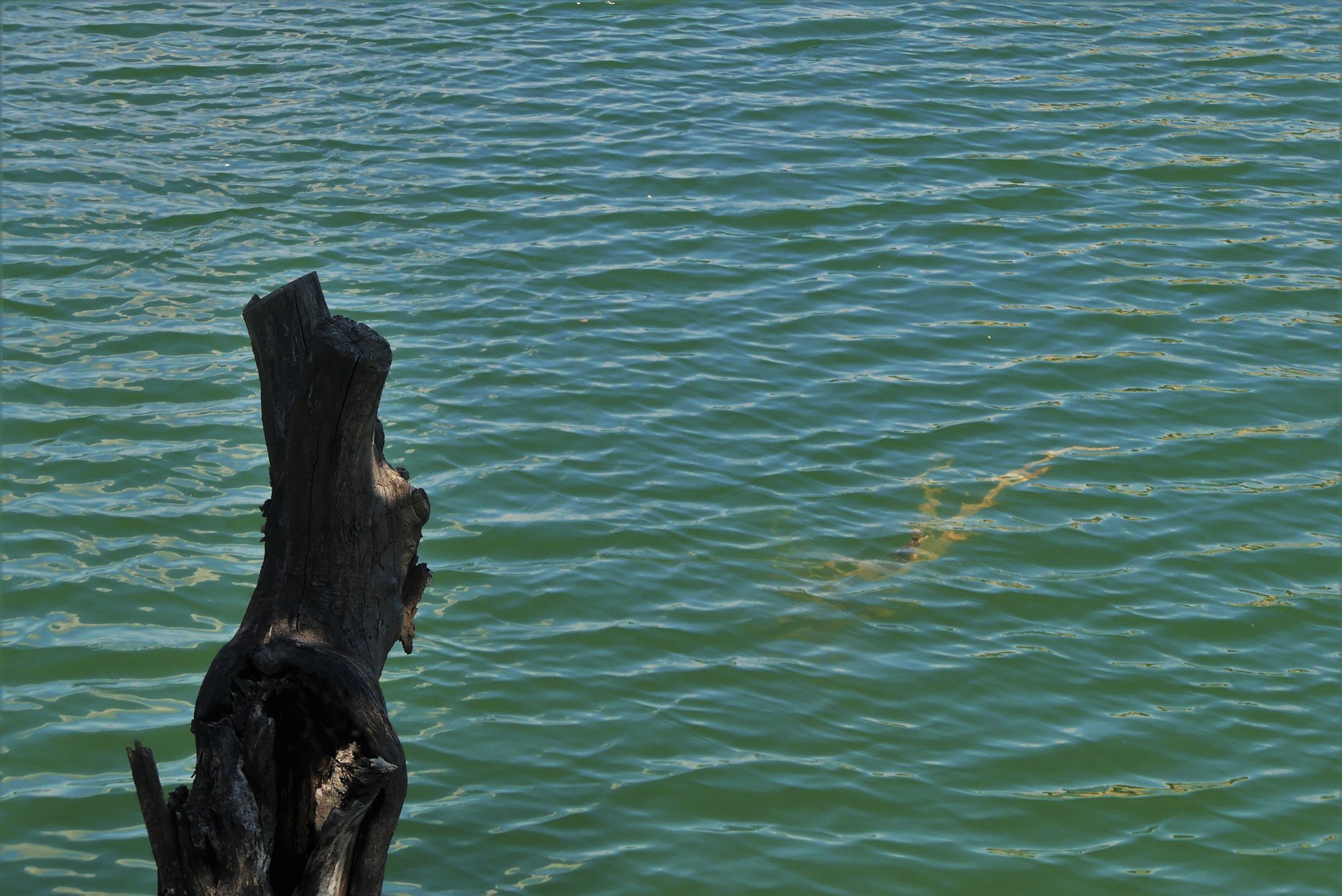 lia mageira katakali4