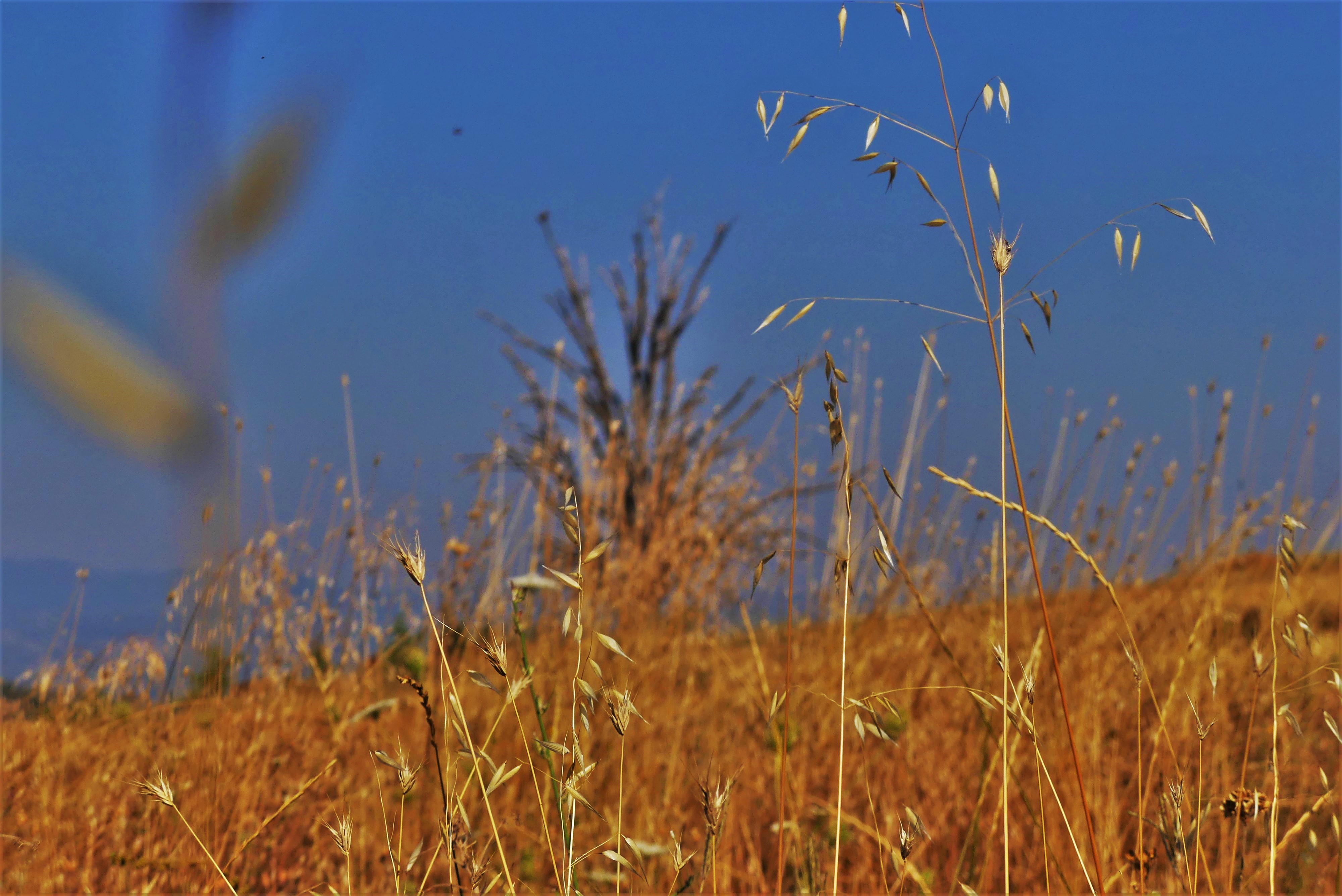 lia mageira starochorafa2