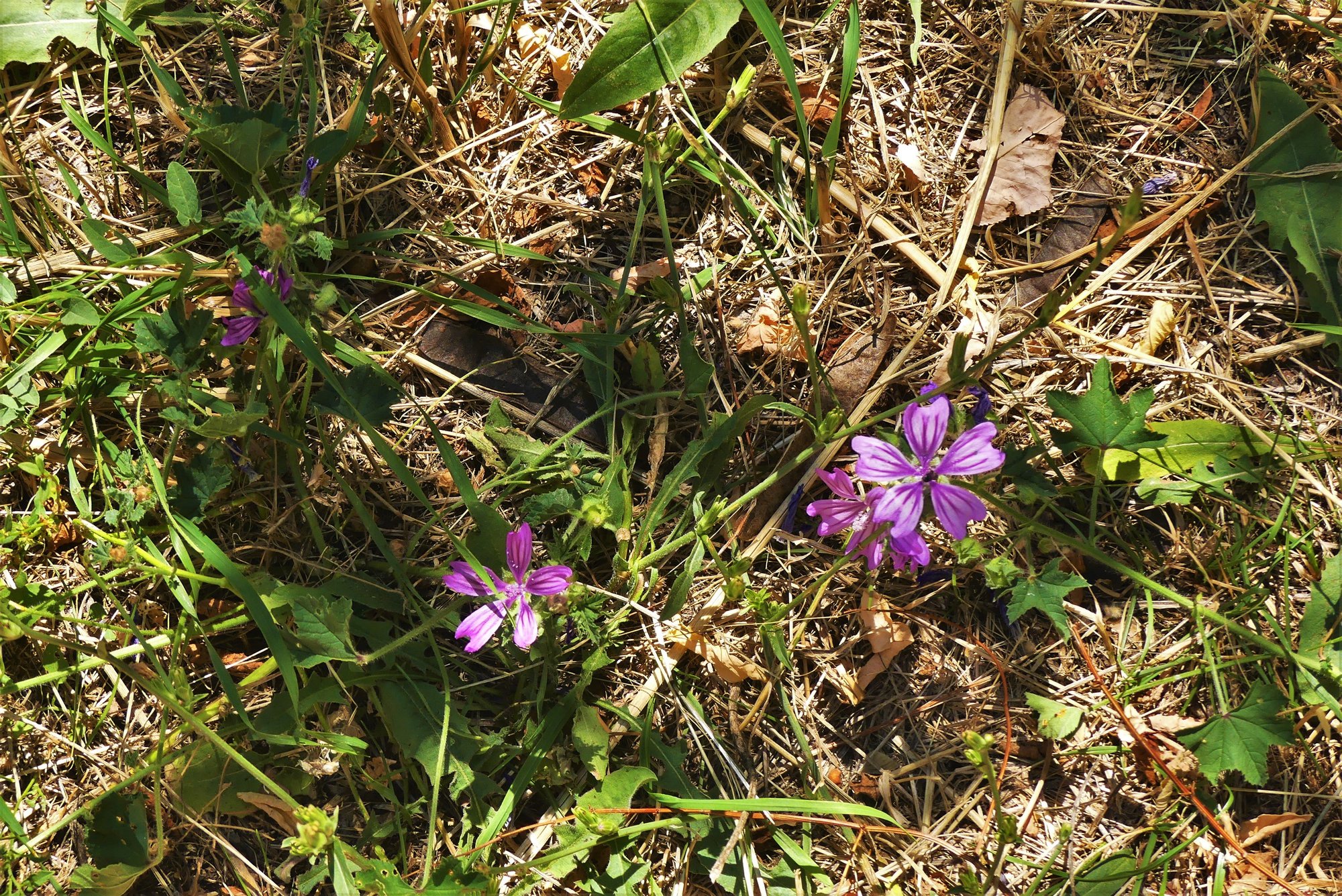 agrioloulouda orliakas
