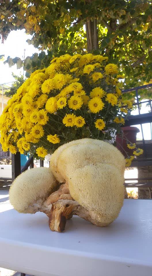 121185678 2760913634156780 9075840509170458185 n