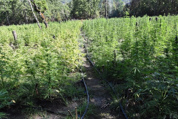 &Mu;&eta;&nu;&iota;&alpha;ί&alpha; &delta;&rho;&alpha;&sigma;&tau;&eta;&rho;&iota;ό&tau;&eta;&tau;&alpha; &tau;&omega;&nu; &Alpha;&sigma;&tau;&upsilon;&nu;&omicron;&mu;&iota;&kappa;ώ&nu; &Upsilon;&pi;&eta;&rho;&epsilon;&sigma;&iota;ώ&nu; &Delta;&upsilon;&tau;&iota;&kappa;ή&sigmaf; &Mu;&alpha;&kappa;&epsilon;&delta;&omicron;&nu;ί&alpha;&sigmaf; &tau;&omicron;&nu; &Iota;&omicron;ύ&lambda;&iota;&omicron;