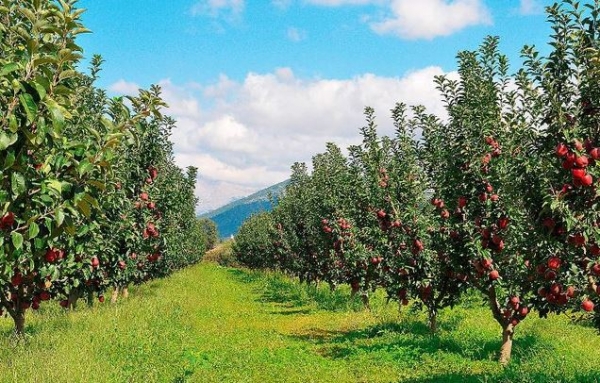 &Epsilon;&nu;&eta;&mu;έ&rho;&omega;&sigma;&eta; &gamma;&iota;&alpha; &laquo;&Beta;&iota;&omicron;&lambda;&omicron;&gamma;&iota;&kappa;έ&sigmaf; &Kappa;&alpha;&lambda;&lambda;&iota;έ&rho;&gamma;&epsilon;&iota;&epsilon;&sigmaf;&raquo;