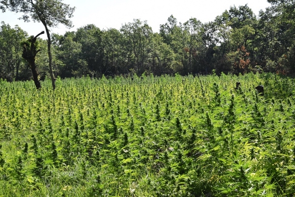 &Eta; &alpha;&nu;&alpha;&kappa;&omicron;ί&nu;&omega;&sigma;&eta; &tau;&eta;&sigmaf; &alpha;&sigma;&tau;&upsilon;&nu;&omicron;&mu;ί&alpha;&sigmaf; &gamma;&iota;&alpha; &tau;&omicron;&nu; &epsilon;&nu;&tau;&omicron;&pi;&iota;&sigma;&mu;ό 13.852  &delta;&epsilon;&nu;&delta;&rho;&upsilon;&lambda;&lambda;ί&omega;&nu; &kappa;ά&nu;&nu;&alpha;&beta;&eta;&sigmaf; &alpha;&pi;ό &tau;&omicron; &Tau;&mu;ή&mu;&alpha; &Alpha;&sigma;&phi;ά&lambda;&epsilon;&iota;&alpha;&sigmaf; &Gamma;&rho;&epsilon;&beta;&epsilon;&nu;ώ&nu; (video-&phi;&omega;&tau;&omicron;)