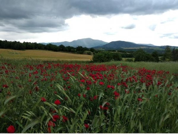 &Gamma;&iota;&alpha; &tau;&eta;&nu;   &Iota;&sigma;&tau;&omicron;&rho;ί&alpha; &hellip;&hellip; (&Beta;έ&nu;&tau;&zeta;&iota;&alpha;, &Zeta;ά&beta;&omicron;&rho;&delta;&alpha;, &Pi;&alpha;&nu;&alpha;&gamma;ί&alpha; &Tau;&omicron;&upsilon;&rho;&nu;&iota;&kappa;ί&omicron;&upsilon; &kappa;&alpha;&iota; &Sigma;&kappa;&omicron;ύ&mu;&tau;&sigma;&alpha;)
