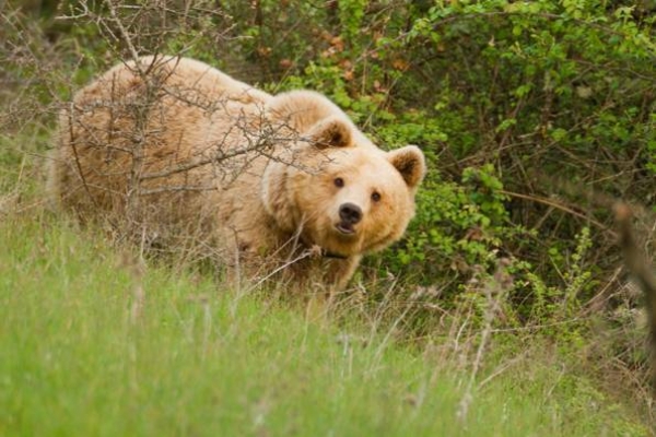 &Alpha;&Rho;&Kappa;&Omicron;&Upsilon;&Delta;&Alpha; E&Pi;&Iota;&Tau;&Epsilon;&Theta;&Eta;&Kappa;&Epsilon; &Sigma;&Epsilon; &Beta;&Omicron;&Sigma;&Kappa;&Omicron; - &Sigma;&Omega;&Theta;&Eta;&Kappa;&Epsilon; &Alpha;&Pi;&Omicron; &Theta;&Alpha;&Upsilon;&Mu;&Alpha;  (video)