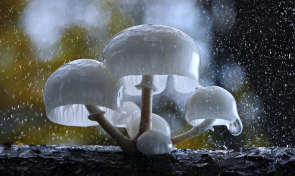 &Pi;&rho;ό&sigma;&kappa;&lambda;&eta;&sigma;&eta; &Epsilon;&kappa;&delta;ή&lambda;&omega;&sigma;&eta;&sigmaf; &Epsilon;&nu;&delta;&iota;&alpha;&phi;έ&rho;&omicron;&nu;&tau;&omicron;&sigmaf; &gamma;&iota;&alpha; &sigma;&upsilon;&mu;&mu;&epsilon;&tau;&omicron;&chi;ή &sigma;&tau;&omicron; &sigma;&epsilon;&mu;&iota;&nu;ά&rho;&iota;&omicron; &Pi;&iota;&sigma;&tau;&omicron;&pi;&omicron;ί&eta;&sigma;&eta;&sigmaf; &Sigma;&upsilon;&lambda;&lambda;έ&kappa;&tau;&eta; &Alpha;&upsilon;&tau;&omicron;&phi;&upsilon;ώ&nu; &Mu;&alpha;&nu;&iota;&tau;&alpha;&rho;&iota;ώ&nu;.