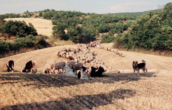 &Sigma;&upsilon;&mu;&pi;&alpha;&rho;ά&sigma;&tau;&alpha;&sigma;&eta; &sigma;&tau;&omicron;&upsilon;&sigmaf; &mu;&iota;&kappa;&rho;&omicron;&mu;&epsilon;&sigma;&alpha;ί&omicron;&upsilon;&sigmaf; &kappa;&tau;&eta;&nu;&omicron;&tau;&rho;ό&phi;&omicron;&upsilon;&sigmaf;