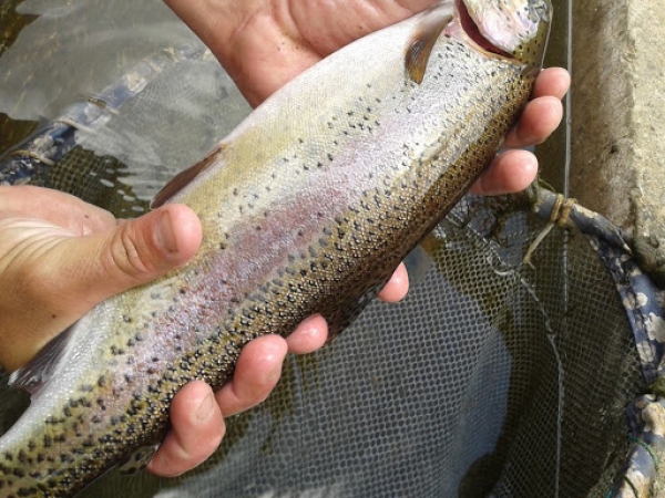 &Alpha;&pi;&alpha;&gamma;ό&rho;&epsilon;&upsilon;&sigma;&eta; &alpha;&lambda;&iota;&epsilon;ί&alpha;&sigmaf; &tau;&eta;&sigmaf; &Pi;έ&sigma;&tau;&rho;&omicron;&phi;&alpha;&sigmaf; &sigma;&tau;&alpha; &epsilon;&sigma;&omega;&tau;&epsilon;&rho;&iota;&kappa;ά &nu;&epsilon;&rho;ά, &lambda;ό&gamma;&omega; &alpha;&nu;&alpha;&pi;&alpha;&rho;&alpha;&gamma;&omega;&gamma;ή&sigmaf; &tau;&omicron;&upsilon;&sigmaf;.