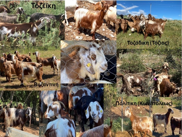 &Tau;&omicron;&zeta;έ&iota;&kappa;&eta; &Alpha;ί&gamma;&alpha;. &Eta; &gamma;ί&delta;&alpha; &tau;&eta;&sigmaf; &Delta;&upsilon;&tau;&iota;&kappa;ή&sigmaf; &Mu;&alpha;&kappa;&epsilon;&delta;&omicron;&nu;ί&alpha;&sigmaf;.