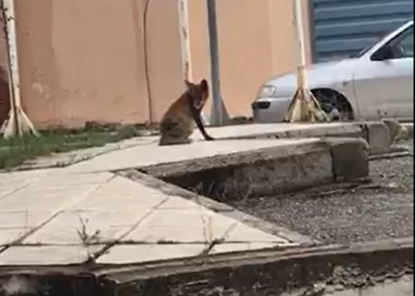 &Mu;&iota;&alpha; &delta;&iota;&alpha;&phi;&omicron;&rho;&epsilon;&tau;&iota;&kappa;ή &epsilon;&pi;ί&sigma;&kappa;&epsilon;&psi;&eta; &sigma;&tau;&omicron; &nu;&omicron;&sigma;&omicron;&kappa;&omicron;&mu;&epsilon;ί&omicron; &Gamma;&rho;&epsilon;&beta;&epsilon;&nu;ώ&nu;.