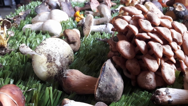 &Epsilon;ί&nu;&alpha;&iota; &epsilon;ύ&kappa;&omicron;&lambda;&omicron; &nu;&alpha; &kappa;&alpha;&lambda;&lambda;&iota;&epsilon;&rho;&gamma;ή&sigma;&epsilon;&tau;&epsilon; &mu;&alpha;&nu;&iota;&tau;ά&rho;&iota;&alpha; &sigma;&tau;&omicron; &sigma;&pi;ί&tau;&iota; &sigma;&alpha;&sigmaf;