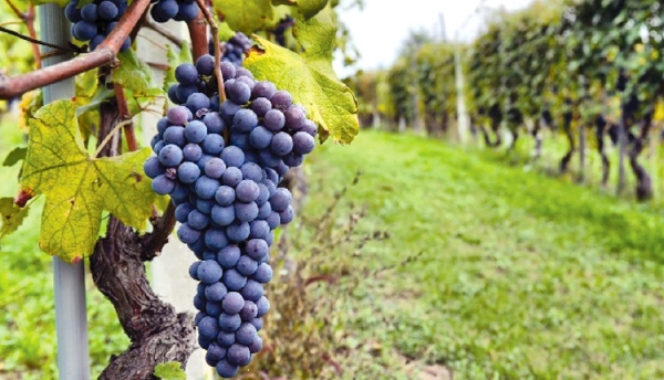 &laquo;&Upsilon;&pi;&omicron;&beta;&omicron;&lambda;ή &Alpha;&iota;&tau;ή&sigma;&epsilon;&omega;&nu; &Epsilon;&kappa;&delta;ή&lambda;&omega;&sigma;&eta;&sigmaf; &Epsilon;&nu;&delta;&iota;&alpha;&phi;έ&rho;&omicron;&nu;&tau;&omicron;&sigmaf; &gamma;&iota;&alpha; &tau;&omicron;  &Pi;&rho;ό&gamma;&rho;&alpha;&mu;&mu;&alpha; &Alpha;&nu;&alpha;&delta;&iota;ά&rho;&theta;&rho;&omega;&sigma;&eta;&sigmaf; &amp; &Mu;&epsilon;&tau;&alpha;&tau;&rho;&omicron;&pi;ή&sigmaf; &Alpha;&mu;&pi;&epsilon;&lambda;ώ&nu;&omega;&nu; &pi;&epsilon;&rho;&iota;ό&delta;&omicron;&upsilon; 2020-2021&raquo;