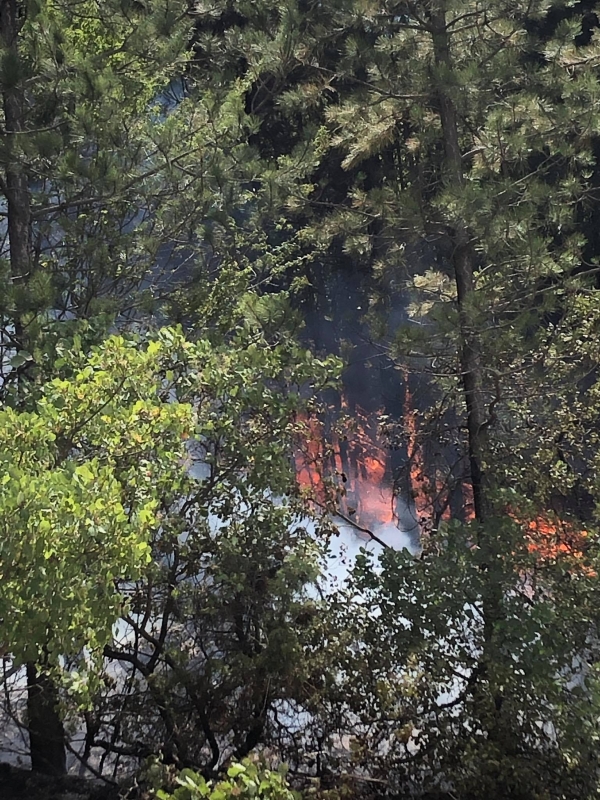 &Sigma;&upsilon;&gamma;&kappa;&iota;&nu;&eta;&tau;&iota;&kappa;ή &eta; &pi;&rho;&omicron;&sigma;&pi;ά&theta;&epsilon;&iota;&alpha; &tau;&omega;&nu; &kappa;&alpha;&tau;&omicron;ί&kappa;&omega;&nu; &gamma;&iota;&alpha; &tau;&eta;&nu; &kappa;&alpha;&tau;ά&sigma;&beta;&epsilon;&sigma;&eta; &tau;&eta;&sigmaf; &pi;&upsilon;&rho;&kappa;&alpha;&gamma;&iota;ά&sigmaf; &sigma;&tau;&eta;&nu; &pi;&epsilon;&rho;&iota;&omicron;&chi;ή &tau;&omega;&nu; &Beta;&epsilon;&nu;&tau;&zeta;ί&omega;&nu; (video &kappa;&alpha;&iota; &phi;&omega;&tau;&omicron;)