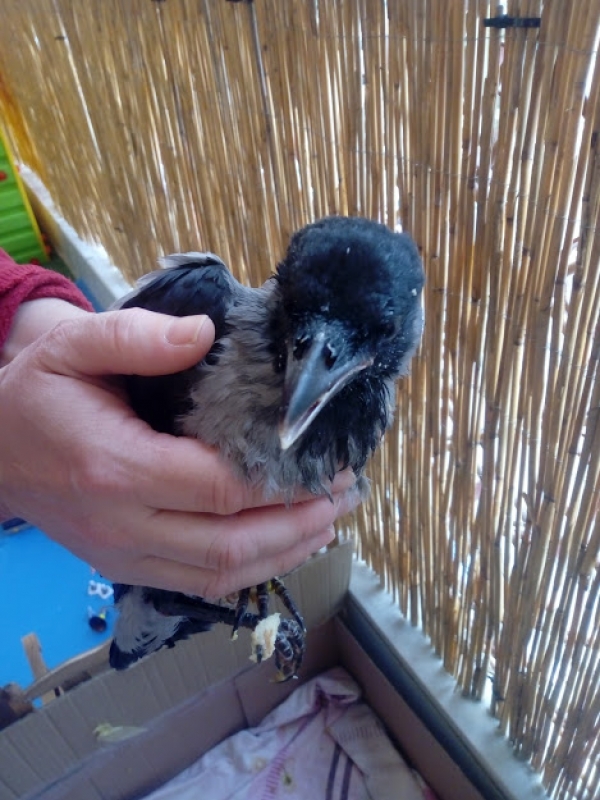 Ά&gamma;&rho;&iota;&alpha; &zeta;&omega;ή