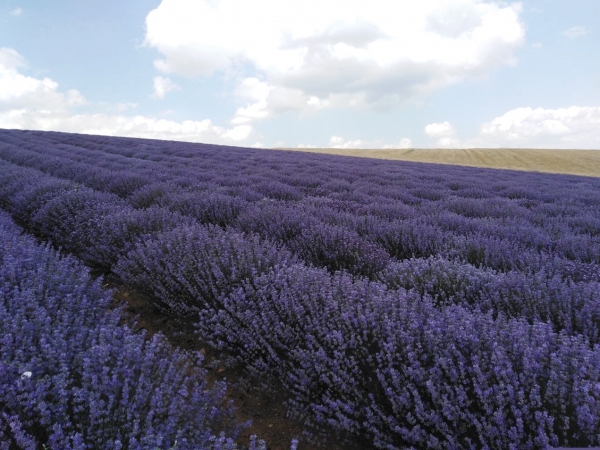 &Alpha;&Nu;&Alpha;&Kappa;&Omicron;&Iota;&Nu;&Omega;&Sigma;&Eta; &Tau;&Omicron;&Upsilon; &Sigma;&upsilon;&lambda;&lambda;ό&gamma;&omicron;&upsilon; &Pi;&alpha;&rho;&alpha;&gamma;&omega;&gamma;ώ&nu; &Alpha;&rho;&omega;&mu;&alpha;&tau;&iota;&kappa;ώ&nu; &kappa;&alpha;&iota; &Phi;&alpha;&rho;&mu;&alpha;&kappa;&epsilon;&upsilon;&tau;&iota;&kappa;ώ&nu; &Phi;&upsilon;&tau;ώ&nu; &Gamma;&rho;&epsilon;&beta;&epsilon;&nu;ώ&nu;