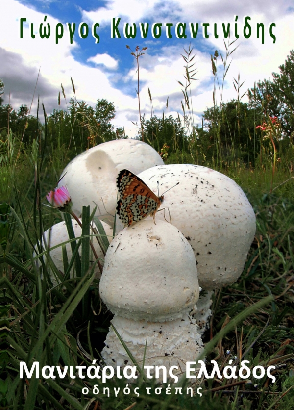 &laquo;&Mu;&alpha;&nu;&iota;&tau;ά&rho;&iota;&alpha; &tau;&eta;&sigmaf; &Epsilon;&lambda;&lambda;ά&delta;&omicron;&sigmaf;, &omicron;&delta;&eta;&gamma;ό&sigmaf; &tau;&sigma;έ&pi;&eta;&sigmaf;&raquo;