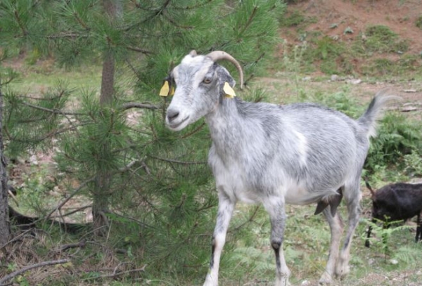 &Pi;&alpha;&rho;ά&tau;&alpha;&sigma;&eta; &gamma;&iota;&alpha; ά&delta;&epsilon;&iota;&epsilon;&sigmaf; &delta;&iota;&alpha;&tau;ή&rho;&eta;&sigma;&eta;&sigmaf; &kappa;&tau;&eta;&nu;&omicron;&tau;&rho;&omicron;&phi;&iota;&kappa;ή&sigmaf; &epsilon;&gamma;&kappa;&alpha;&tau;ά&sigma;&tau;&alpha;&sigma;&eta;&sigmaf; &epsilon;&nu;&tau;ό&sigmaf; &omicron;&iota;&kappa;&iota;&sigma;&mu;ώ&nu;