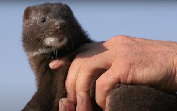 &Upsilon;&pi;&omicron;&gamma;&rho;&alpha;&phi;ή &sigma;&upsilon;&mu;&beta;ά&sigma;&epsilon;&omega;&nu; &mu;&epsilon; &kappa;&tau;&eta;&nu;&iota;ά&tau;&rho;&omicron;&upsilon;&sigmaf; &alpha;&pi;ό &tau;&eta;&nu; &Pi;&epsilon;&rho;&iota;&phi;έ&rho;&epsilon;&iota;&alpha; &Delta;&upsilon;&tau;&iota;&kappa;ή&sigmaf; &Mu;&alpha;&kappa;&epsilon;&delta;&omicron;&nu;ί&alpha;&sigmaf;, &lambda;ό&gamma;&omega; &tau;&eta;&sigmaf; &epsilon;&xi;ά&pi;&lambda;&omega;&sigma;&eta;&sigmaf; &tau;&omicron;&upsilon; Covid 19.