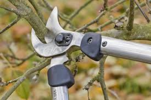 &Kappa;&lambda;ά&delta;&epsilon;&mu;&alpha; &delta;έ&nu;&tau;&rho;&omega;&nu; &kappa;&alpha;&iota; &theta;ά&mu;&nu;&omega;&nu; &iota;&delta;&iota;&omega;&tau;&iota;&kappa;ώ&nu; &omicron;&iota;&kappa;&omicron;&pi;έ&delta;&omega;&nu; &kappa;&alpha;&iota; &kappa;&tau;&eta;&mu;ά&tau;&omega;&nu; &pi;&omicron;&upsilon; &epsilon;&mu;&pi;&omicron;&delta;ί&zeta;&omicron;&upsilon;&nu; &tau;&eta;&nu; &alpha;&sigma;&phi;&alpha;&lambda;ή &kappa;&upsilon;&kappa;&lambda;&omicron;&phi;&omicron;&rho;ί&alpha; &pi;&epsilon;&zeta;ώ&nu; &kappa;&alpha;&iota; &omicron;&chi;&eta;&mu;ά&tau;&omega;&nu;