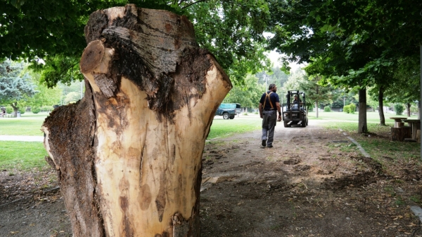 &Delta;ή&mu;&omicron;&sigmaf; &Gamma;&rho;&epsilon;&beta;&epsilon;&nu;ώ&nu;: &Tau;&omicron;&pi;&omicron;&theta;&epsilon;&tau;ή&theta;&eta;&kappa;&alpha;&nu; &omicron;&iota; &tau;&epsilon;&rho;ά&sigma;&tau;&iota;&omicron;&iota; &kappa;&omicron;&rho;&mu;&omicron;ί &gamma;&iota;&alpha; &tau;&omicron; &phi;&epsilon;&sigma;&tau;&iota;&beta;ά&lambda; &Mu;&alpha;&nu;&iota;&tau;&alpha;&rho;&omicron;&gamma;&lambda;&upsilon;&pi;&tau;&iota;&kappa;ή&sigmaf;