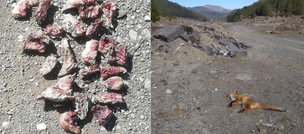 &Nu;&epsilon;&kappa;&rho;ή &alpha;&lambda;&epsilon;&pi;&omicron;ύ &alpha;&pi;ό &delta;&eta;&lambda;&eta;&tau;&eta;&rho;&iota;&alpha;&sigma;&mu;έ&nu;&alpha; &delta;&omicron;&lambda;ώ&mu;&alpha;&tau;&alpha;