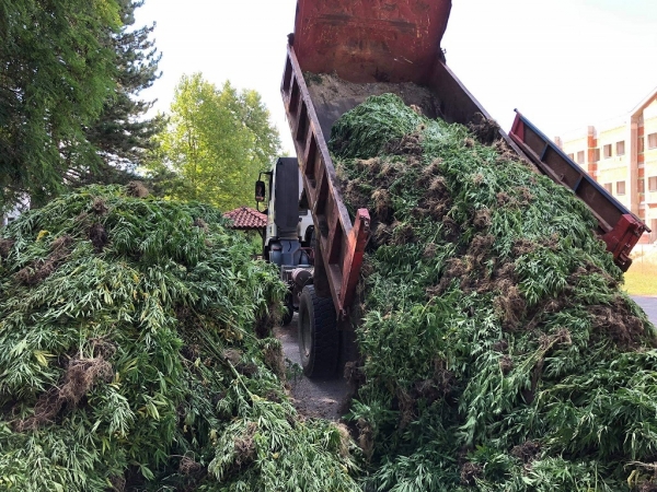&Tau;&alpha; ί&chi;&nu;&eta; &mu;έ&chi;&rho;&iota; &tau;&eta; &mu;&epsilon;&gamma;&alpha;&lambda;ύ&tau;&epsilon;&rho;&eta; &phi;&upsilon;&tau;&epsilon;ί&alpha; &chi;&alpha;&sigma;ί&sigmaf; &sigma;&tau;&eta;&nu; &Epsilon;&lambda;&lambda;ά&delta;&alpha;