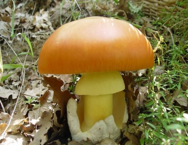 &Tau;&alpha; &Gamma;&rho;&epsilon;&beta;&epsilon;&nu;ά &epsilon;ί&nu;&alpha;&iota; &eta; &laquo;&chi;ώ&rho;&alpha; &tau;&omega;&nu; &mu;&alpha;&nu;&iota;&tau;&alpha;&rho;&iota;ώ&nu;&raquo;