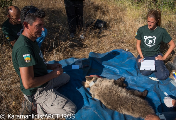 &Alpha;&pi;&epsilon;&gamma;&kappa;&lambda;&omega;&beta;&iota;&sigma;&mu;ό&sigmaf; &alpha;&rho;&kappa;&omicron;&upsilon;&delta;ί&tau;&sigma;&alpha;&sigmaf; &alpha;&pi;ό &pi;&alpha;&rho;ά&nu;&omicron;&mu;&eta; &pi;&alpha;&gamma;ί&delta;&alpha; &sigma;&epsilon; &alpha;&mu;&pi;&epsilon;&lambda;ώ&nu;&alpha;