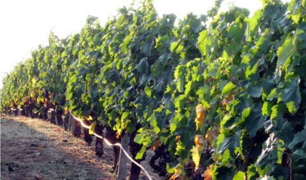 &Epsilon;&Nu;&Tau;&Alpha;&Xi;&Eta; &Sigma;&Tau;&Omicron; &Pi;&Rho;&Omicron;&Gamma;&Rho;&Alpha;&Mu;&Mu;&Alpha; &laquo;&Pi;&Rho;&Omega;Ϊ&Mu;&Eta;&Sigma; &Sigma;&Upsilon;&Gamma;&Kappa;&Omicron;&Mu;&Iota;&Delta;&Eta;&Sigma; &Sigma;&Tau;&Alpha;&Phi;&Upsilon;&Lambda;&Iota;&Omega;&Nu;&raquo;