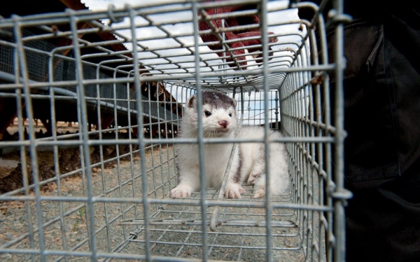 &Epsilon;&nu;&eta;&mu;έ&rho;&omega;&sigma;&eta; &alpha;&pi;ό &Pi;&Delta;&Mu; &sigma;&chi;&epsilon;&tau;&iota;&kappa;ά &mu;&epsilon; &tau;&eta; &delta;&iota;&alpha;&chi;&epsilon;ί&rho;&iota;&sigma;&eta; &tau;&omega;&nu; &kappa;&rho;&omicron;&upsilon;&sigma;&mu;ά&tau;&omega;&nu; covid -19 &sigma;&tau;&alpha; &gamma;&omicron;&upsilon;&nu;&omicron;&phi;ό&rho;&alpha; &zeta;ώ&alpha;.