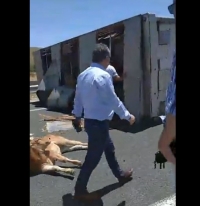 &Epsilon;&gamma;&nu;&alpha;&tau;ί&alpha; &Omicron;&delta;ό&sigmaf; (&kappa;&omicron;&nu;&tau;ά &sigma;&tau;&omicron;&nu; &kappa;ό&mu;&beta;&omicron; &Kappa;&alpha;&lambda;&alpha;&mu;&iota;ά&sigmaf;): N&tau;&alpha;&lambda;ί&kappa;&alpha; &pi;&omicron;&upsilon; &mu;&epsilon;&tau;έ&phi;&epsilon;&rho;&epsilon; &mu;&omicron;&sigma;&chi;&alpha;&rho;ά&kappa;&iota;&alpha;, &alpha;&nu;&alpha;&pi;&omicron;&delta;&omicron;&gamma;ύ&rho;&iota;&sigma;&epsilon; (&Beta;ί&nu;&tau;&epsilon;&omicron;)