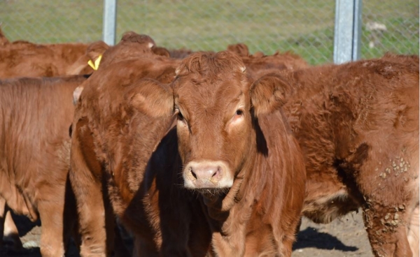 &Eta; &Pi;&epsilon;&rho;&iota;&phi;έ&rho;&epsilon;&iota;&alpha; &Delta;&upsilon;&tau;&iota;&kappa;ή&sigmaf; &Mu;&alpha;&kappa;&epsilon;&delta;&omicron;&nu;ί&alpha;&sigmaf; &mu;&epsilon; &sigma;&eta;&mu;&alpha;&nu;&tau;&iota;&kappa;ά έ&rho;&gamma;&alpha; &kappa;&alpha;&iota; &pi;&alpha;&rho;&epsilon;&mu;&beta;ά&sigma;&epsilon;&iota;&sigmaf; &beta;&epsilon;&lambda;&tau;&iota;ώ&nu;&epsilon;&iota; &tau;&iota;&sigmaf; &upsilon;&pi;&omicron;&delta;&omicron;&mu;έ&sigmaf; ύ&delta;&rho;&epsilon;&upsilon;&sigma;&eta;&sigmaf; &tau;&omicron;&upsilon; &alpha;&gamma;&rho;&omicron;&tau;&iota;&kappa;&omicron;ύ &tau;&omicron;&mu;έ&alpha;