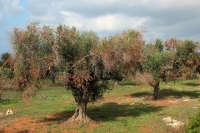 &laquo;&Epsilon;&nu;&eta;&mu;έ&rho;&omega;&sigma;&eta; &gamma;&iota;&alpha; &tau;&omicron;&nu; &Omicron;&rho;&gamma;&alpha;&nu;&iota;&sigma;&mu;ό &kappa;&alpha;&rho;&alpha;&nu;&tau;ί&nu;&alpha;&sigmaf; Xylella fastidiosa&raquo;
