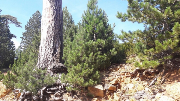 &Tau;&Alpha; &Beta;&Lambda;&Alpha;&Chi;&Iota;&Kappa;&Alpha; &Pi;&Rho;&Alpha;&Gamma;&Mu;&Alpha;&Tau;&Alpha; &Mu;&Epsilon;&Tau;&Alpha;&Xi;&Upsilon; &Iota;&Delta;&Epsilon;&Omicron;&Lambda;&Omicron;&Gamma;&Iota;&Alpha;&Sigma; &Kappa;&Alpha;&Iota; &Pi;&Rho;&Alpha;&Gamma;&Mu;&Alpha;&Tau;&Iota;&Kappa;&Omicron;&Tau;&Eta;&Tau;&Alpha;&Sigma;