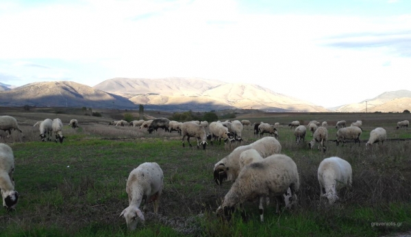 &Alpha;.&Sigma;. &Gamma;&Rho;&Epsilon;&Beta;&Epsilon;&Nu;&Omega;&Nu;: &Alpha;&pi;ό 1/11 έ&omega;&sigmaf; 15/12/2021 &eta;  &alpha;&pi;&omicron;&gamma;&rho;&alpha;&phi;ή &zeta;&omega;ϊ&kappa;&omicron;ύ &kappa;&epsilon;&phi;&alpha;&lambda;&alpha;ί&omicron;&upsilon;  &alpha;&pi;ό  &tau;&omicron;&upsilon;&sigmaf;  &kappa;&tau;&eta;&nu;&omicron;&tau;&rho;ό&phi;&omicron;&upsilon;&sigmaf;