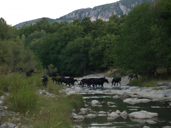 &Pi;&lambda;&eta;&rho;&omega;&mu;έ&sigmaf; &pi;&omicron;&upsilon; &alpha;&phi;&omicron;&rho;&omicron;ύ&nu; &tau;&iota;&sigmaf; &Sigma;&pi;ά&nu;&iota;&epsilon;&sigmaf; &Phi;&upsilon;&lambda;έ&sigmaf;