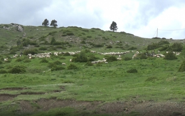 &Mu;&epsilon;&tau;&alpha;&kappa;&iota;&nu;&omicron;ύ&mu;&epsilon;&nu;&eta; &Kappa;&tau;&eta;&nu;&omicron;&tau;&rho;&omicron;&phi;ί&alpha; &ndash; &Eta; &epsilon;&pi;&omicron;&chi;&iota;&alpha;&kappa;ή &mu;&epsilon;&tau;&alpha;&kappa;ί&nu;&eta;&sigma;&eta; &tau;&omega;&nu; &kappa;&omicron;&pi;&alpha;&delta;&iota;ώ&nu;, &mu;&epsilon; &pi;&rho;&omega;&tau;&alpha;&gamma;&omega;&nu;&iota;&sigma;&tau;έ&sigmaf; &tau;&omicron;&upsilon;&sigmaf; &Beta;&lambda;ά&chi;&omicron;&upsilon;&sigmaf; &tau;&eta;&sigmaf; &Sigma;&alpha;&mu;&alpha;&rho;ί&nu;&alpha;&sigmaf;