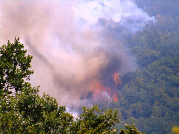 &Delta;&alpha;&sigma;&omicron;&pi;&upsilon;&rho;ό&sigma;&beta;&epsilon;&sigma;&eta;, &delta;&iota;&lambda;ή&mu;&mu;&alpha;&tau;&alpha; &kappa;&alpha;&iota; &pi;&rho;&omicron;&beta;&lambda;&eta;&mu;&alpha;&tau;&iota;&sigma;&mu;&omicron;ί