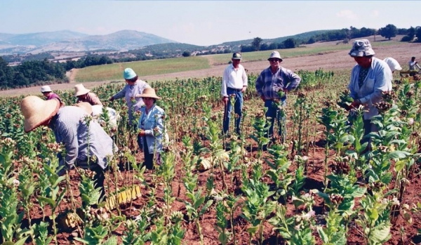&Alpha;&pi;&lambda;ή&rho;&omega;&tau;&omicron;&iota; &Kappa;&alpha;&pi;&nu;&omicron;&pi;&alpha;&rho;&alpha;&gamma;&omega;&gamma;&omicron;ί &Delta;&epsilon;&sigma;&kappa;ά&tau;&eta;&sigmaf;  &alpha;&pi;ό 2016.