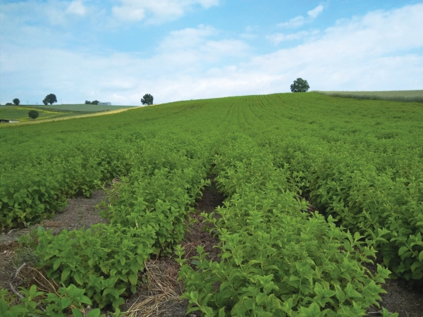 &laquo;&Sigma;&upsilon;&sigma;&tau;ή&mu;&alpha;&tau;&alpha; &pi;&omicron;&iota;ό&tau;&eta;&tau;&alpha;&sigmaf; &gamma;&epsilon;&omega;&rho;&gamma;&iota;&kappa;ώ&nu; &pi;&rho;&omicron;ϊό&nu;&tau;&omega;&nu; &kappa;&alpha;&iota; &tau;&rho;&omicron;&phi;ί&mu;&omega;&nu;&raquo;: &Alpha;&nu;ά&rho;&tau;&eta;&sigma;&eta; &tau;&omicron;&upsilon; &pi;&rho;&omicron;&sigma;&omega;&rho;&iota;&nu;&omicron;ύ &Pi;ί&nu;&alpha;&kappa;&alpha; &Alpha;&pi;&omicron;&tau;&epsilon;&lambda;&epsilon;&sigma;&mu;ά&tau;&omega;&nu;