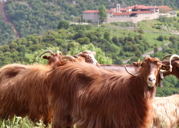 &Omicron;&delta;&epsilon;ύ&epsilon;&iota; &pi;&rho;&omicron;&sigmaf; &Alpha;&nu;&alpha;&gamma;&nu;ώ&rho;&iota;&sigma;&eta; &eta; &alpha;ί&gamma;&alpha; &tau;&omicron;&upsilon; &Alpha;&gamma;ί&omicron;&upsilon; &Nu;&iota;&kappa;ά&nu;&omicron;&rho;&alpha; &ndash; &Zeta;ά&beta;&omicron;&rho;&delta;&alpha;&sigmaf;